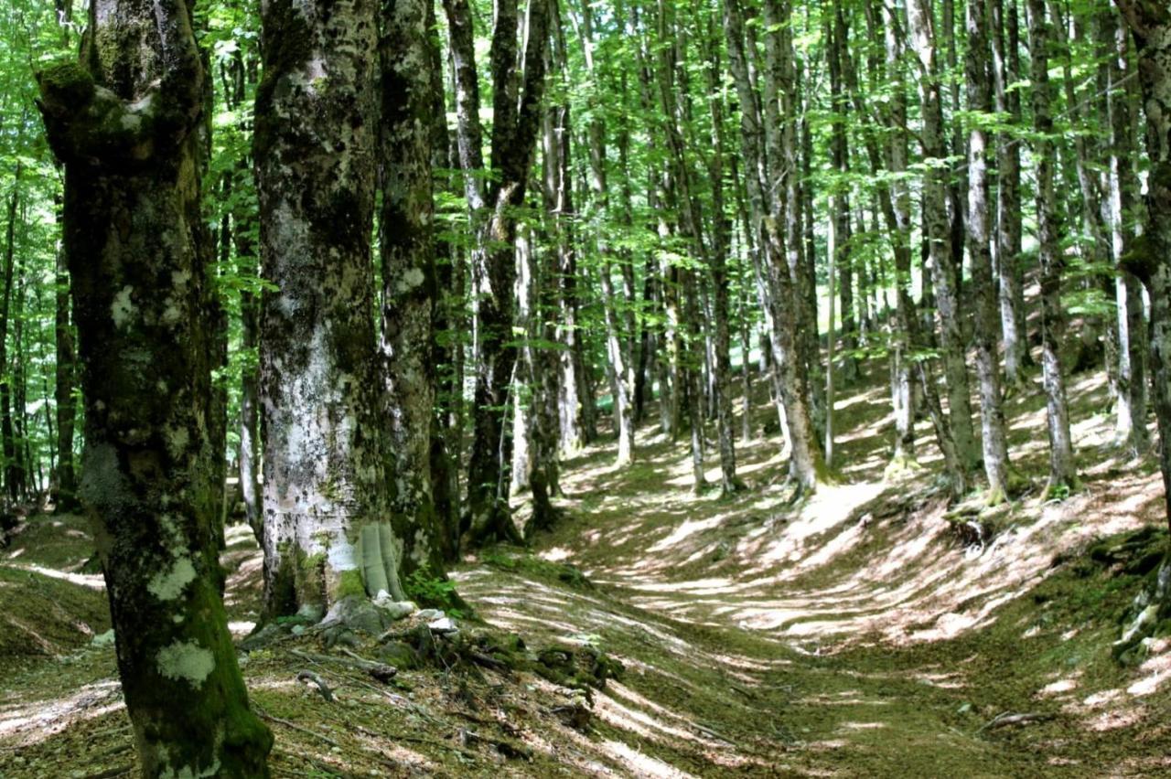 Casetta Nel Borgo Olevano Romano ภายนอก รูปภาพ
