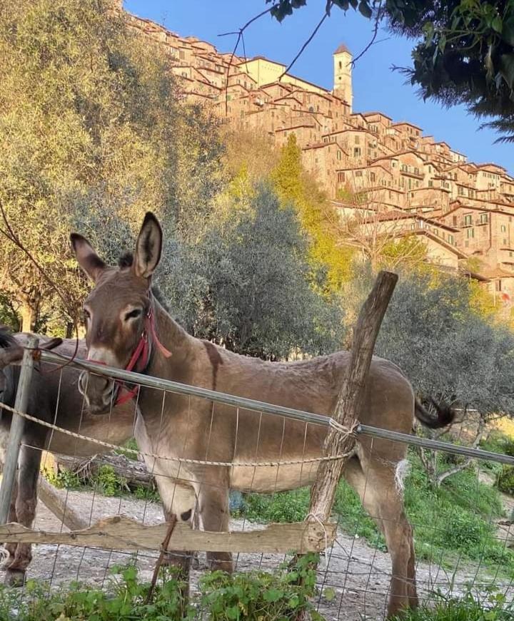 Casetta Nel Borgo Olevano Romano ภายนอก รูปภาพ
